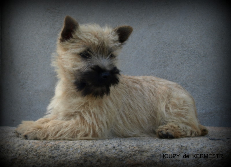 Houpy de Kermest